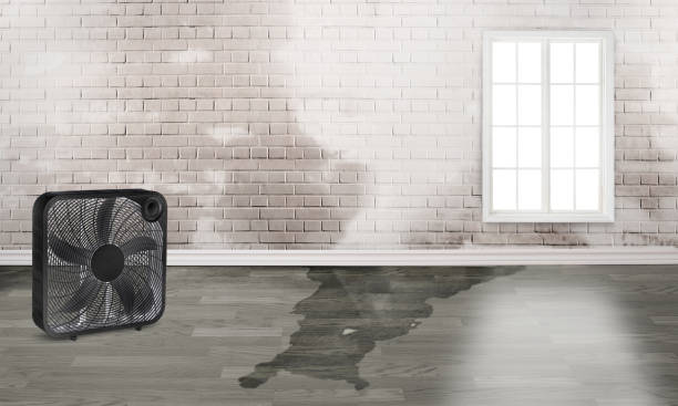 Best Mold removal after water damage  in Hugo, MN