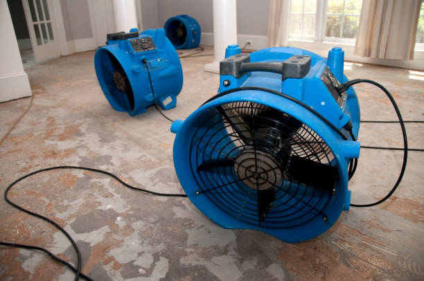Best Carpet water damage restoration  in Hugo, MN