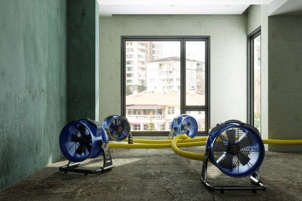 Best Carpet water damage restoration  in Hugo, MN