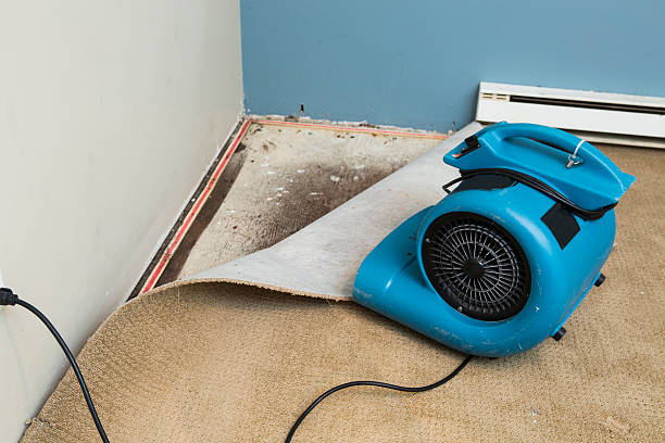 Best Mold removal after water damage  in Hugo, MN